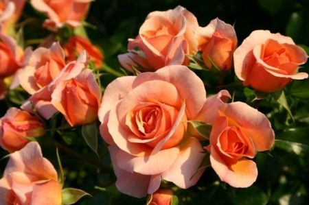 trandafir-aprikola 2