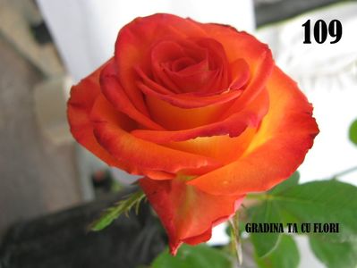 nr. 109 - 28 lei