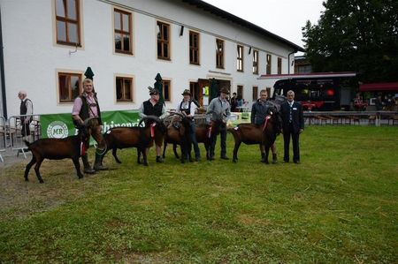 3. Gruppe Pinzgauer Ziegen - Boecke