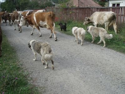 Carpatinii dupa vaci