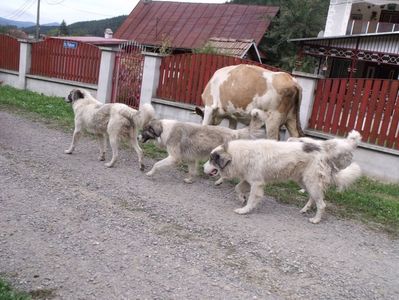 Carpatinii lui Voda