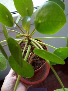 peperomia raidrop