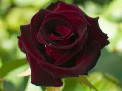 Black-Baccara-Hybrid