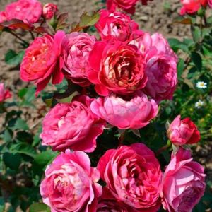 Centenaire_rose_novaspina01-510x510