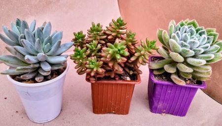 8lei buc.; Pachyveria glauca , Sedum rubrotinctum , Echeveria setosa
