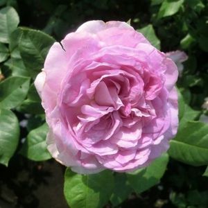 Rosa-Saphir