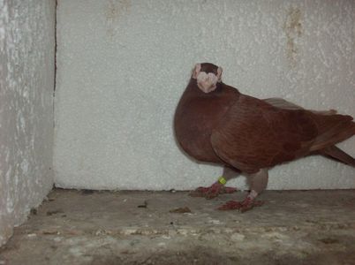 femela 2017