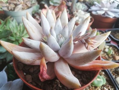 Echeveria tolimanensis