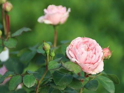 Cinderella Miniature Roses -8