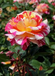 Camille Pissarro  Rose