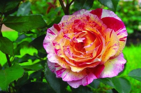 Camille Pissaro Rose - 4