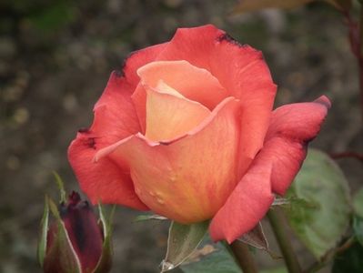 Troika_Hybrid_Tea_Rose