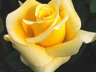 GLORIOUS Rose-1