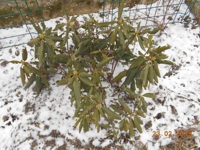 rhododendron la -7grade