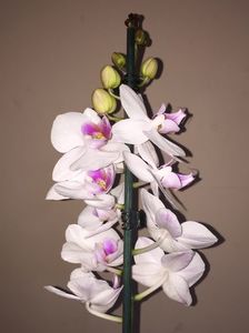 560C19A2-8C1D-47BF-8314-7A1471C31AE2