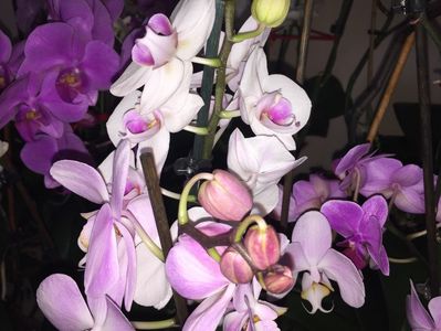 7163BD84-668A-42C8-AAAA-5FCCBF8A3079