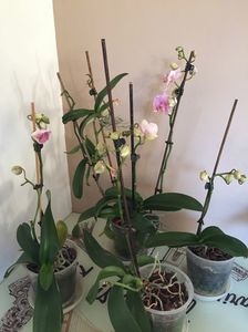 BB2CF3C8-EC62-431E-90EC-5613492C1023; Mama cu cei 3 pui
