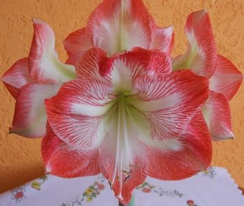 amaryllis-exotic-striped