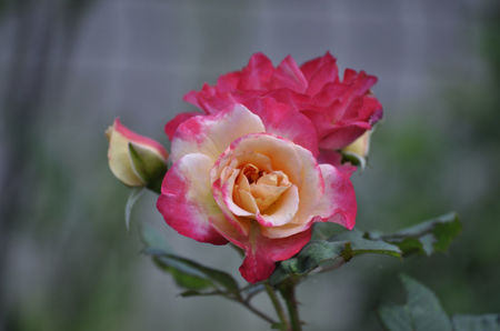_DSC0149