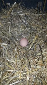 primul ou din sezon