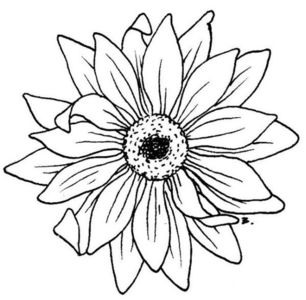 black-and-white-sunflower-drawing-9TpeRK5ac