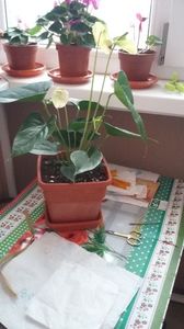 anthurium; in refacere
