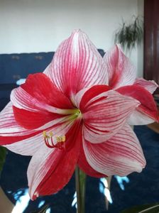 Gervase