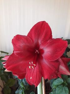Red Pearl