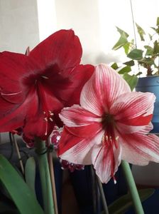 Red Pearl și Gervase