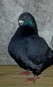 Vandut