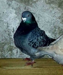 Vandut