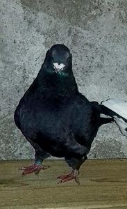Vandut