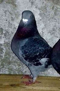 Vandut