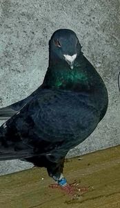Vandut