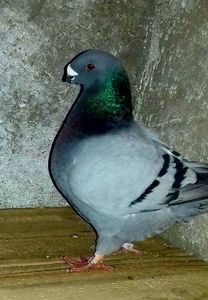 Vandut