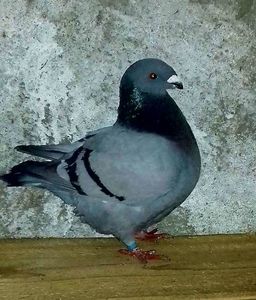 Vandut