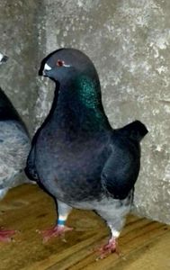 Vandut