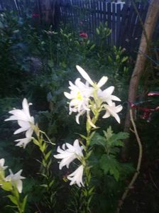 received_396144487555955