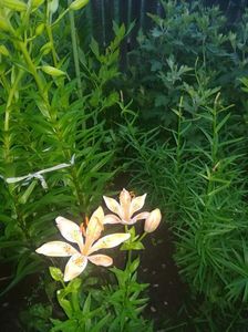 received_396144517555952