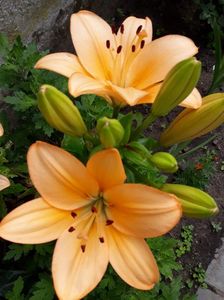 received_1036433166519227