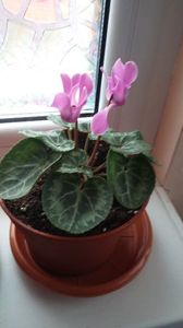 cyclamen; are 4 frunzulite noi
