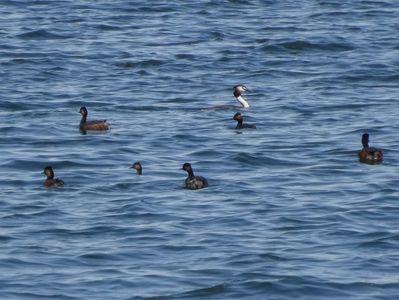 23aLM - Corcodel cu gat negru