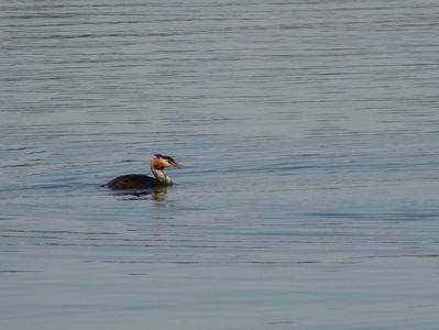 25bT - Corcodel mare