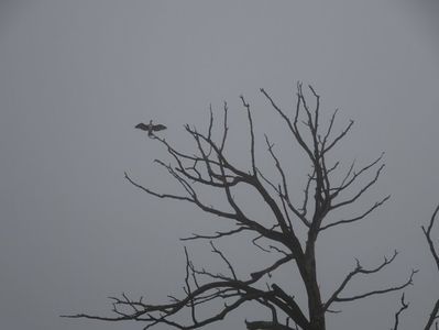27aM - Cormoran mare