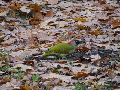 43aH - Ghionoaie verde