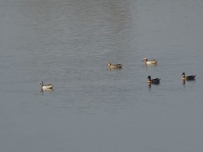 81aT - Rata Garganey