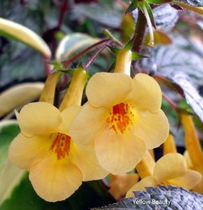 Yellow Beauty