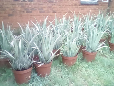 aloe vera barbadensis miller 0721339995 gradina bucuresti pepeniera; Aloe Vera 2-3 Ani Barbadensis Miller 100 % Gel = 100 Lei - Buna de Consum Aceasi planta ca la Forever Living Product, Flp
Vand si Frunze Cu Gel Aloe Taiate Proaspat de la plante mature de minim 5 Ani 
