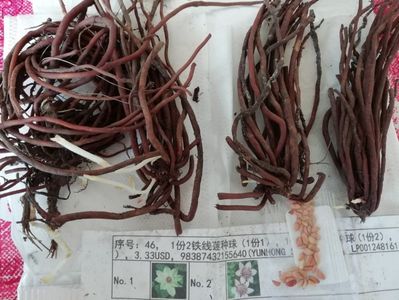 29.02-ALIEXPRESS; Comandate din China, 4 rădăcini clematis
