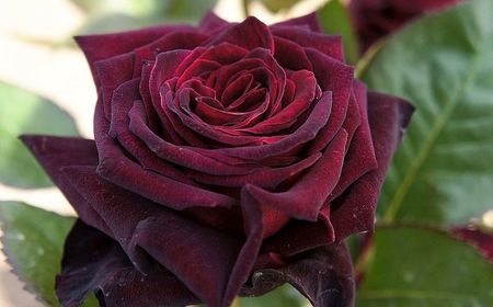 Black-Baccara-7